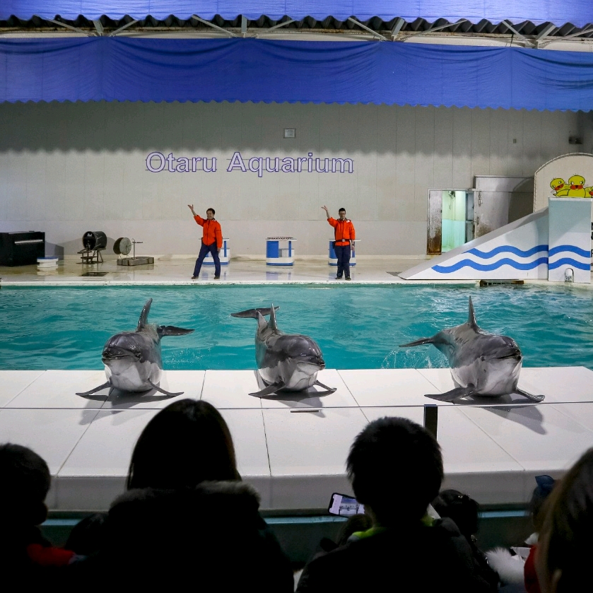 小樽水族馆,所有的时间都是爱本身