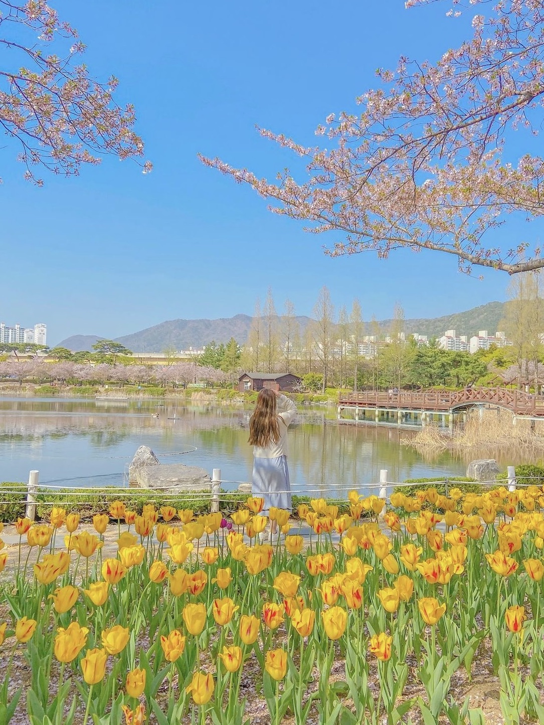 郁金香和樱花,金海延吉公园💛