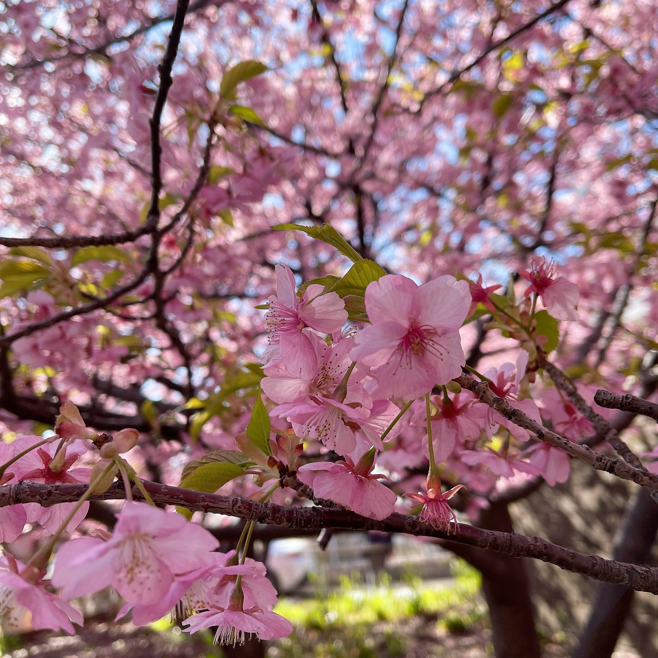到日本看樱花不用等三月！到三浦海岸看河津樱🌸