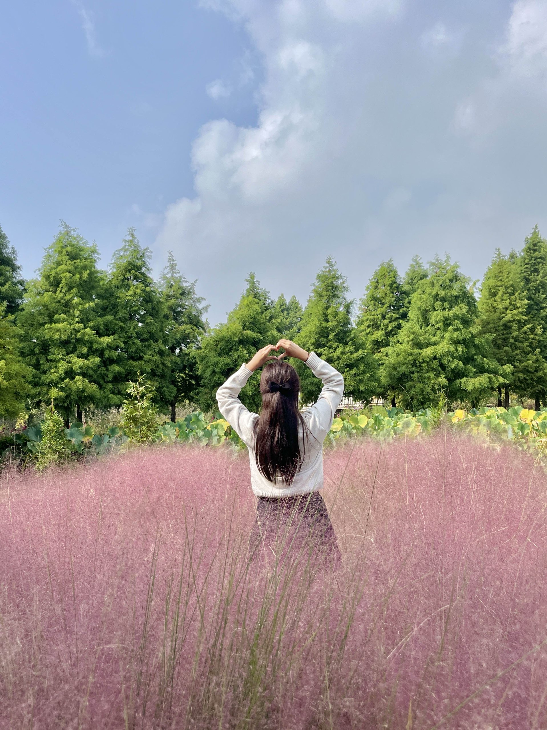 首尔郊区粉色穆利清山植物园💓