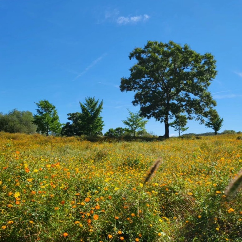 昆地岩硫化科斯莫斯田🌼🌼