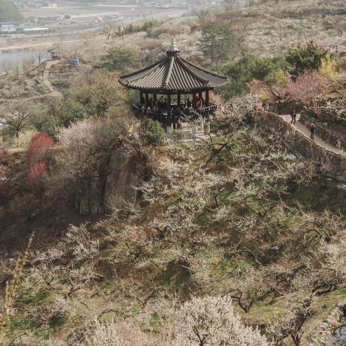 光阳梅花村