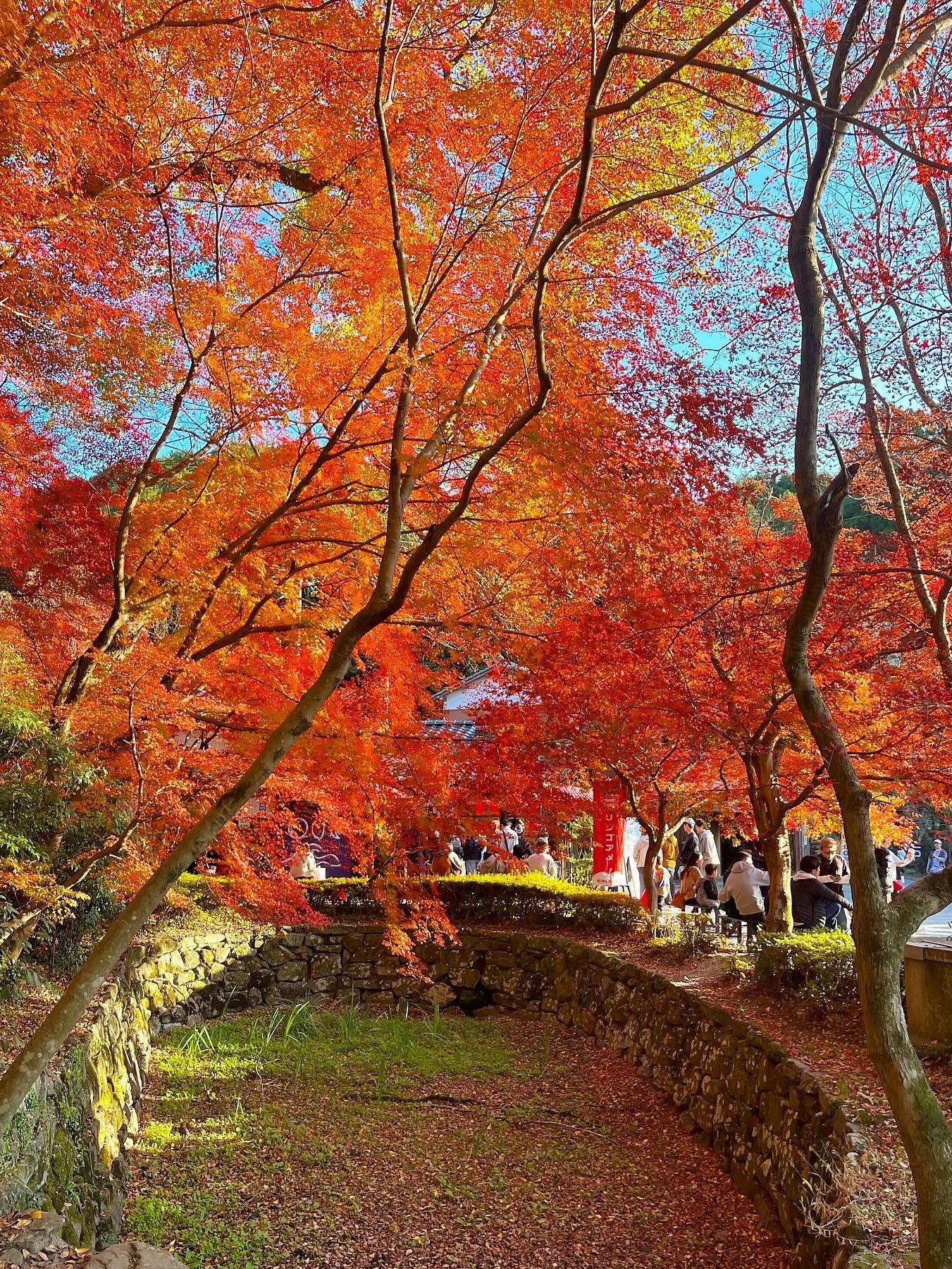 [福冈红叶]著名的秋月城遗址的红叶🍁