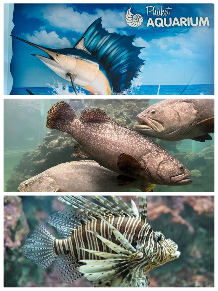 普吉岛水族馆:海洋生物展示,有趣教育活动