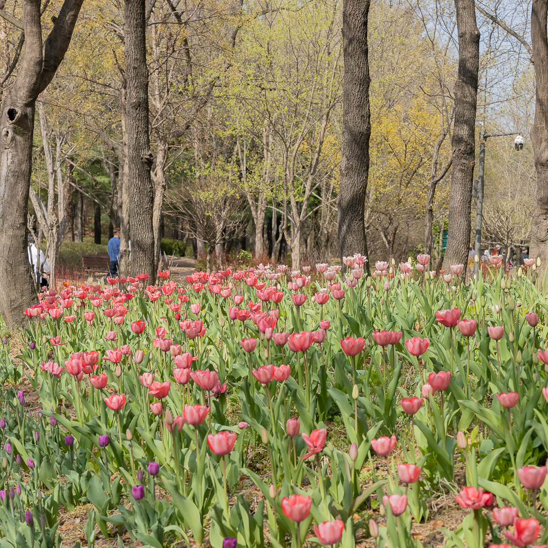 首尔代表性的春季郊游首尔森林