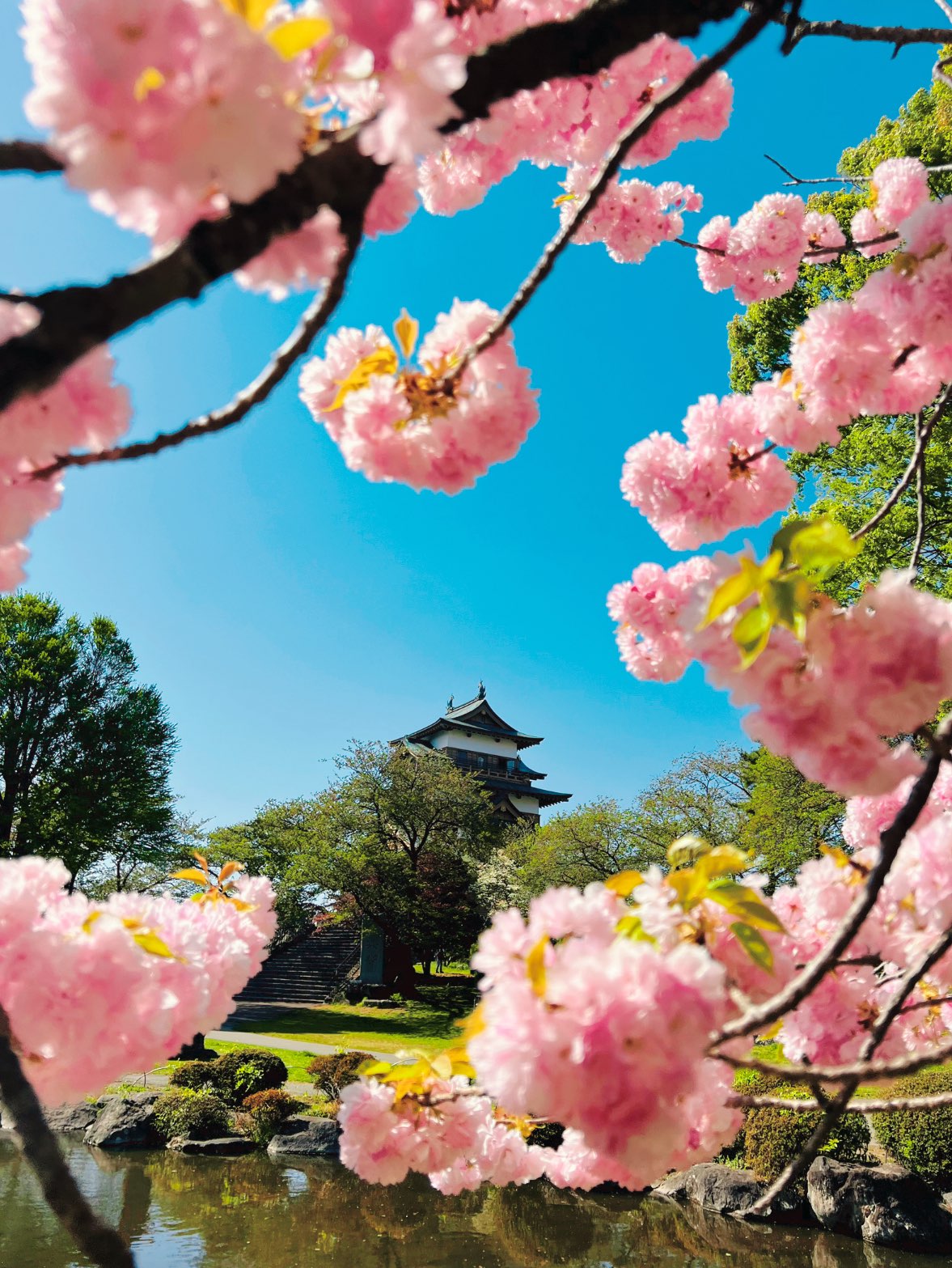 【长野】城堡和樱花绝景的秘密景点