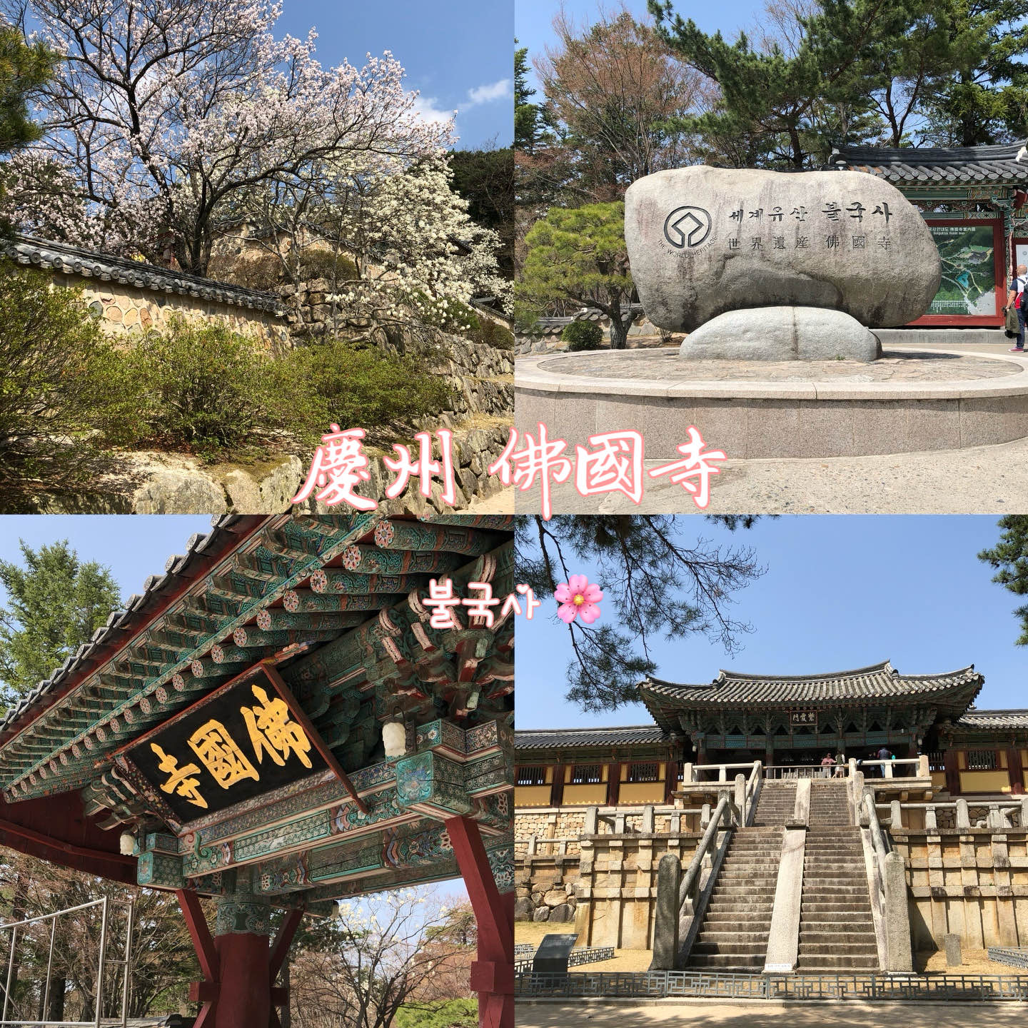 【庆州 佛国寺】世界文化遗产 赏樱热门地点🌸