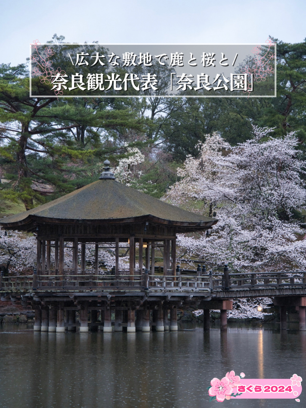 【奈良×樱花】在奈良观光的经典“奈良公园”欣赏樱花🌸※与鹿一起拍摄的技巧