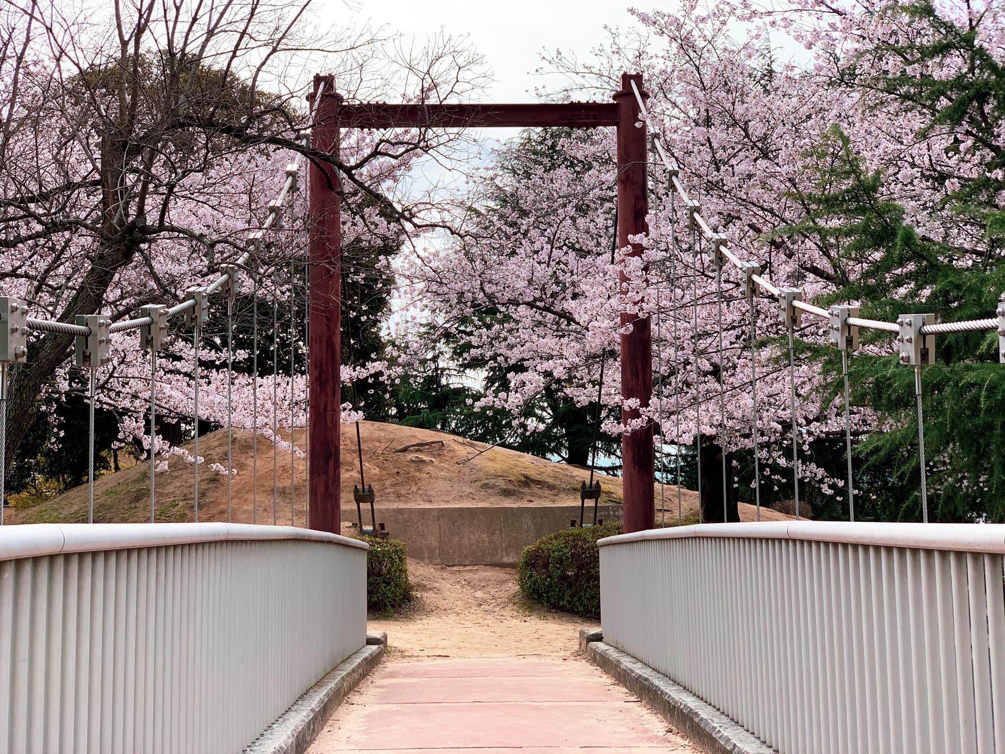 在秋千市公园里日志🌸 看樱花