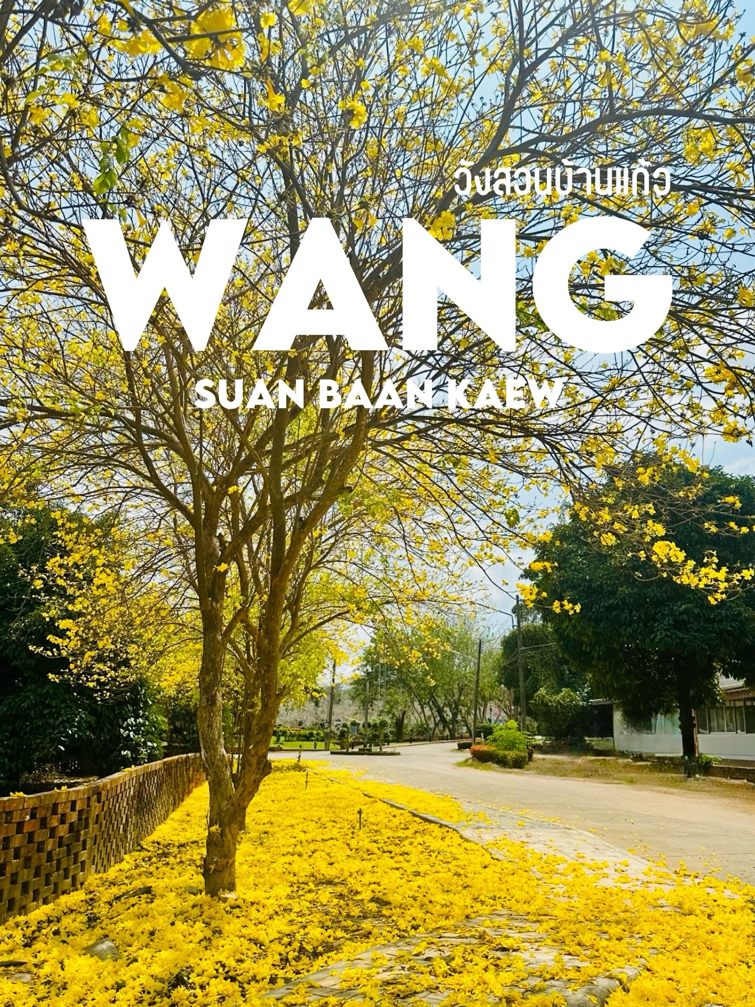 Wang Suan Ban Kaew 有印度黄色树的照片点🌼