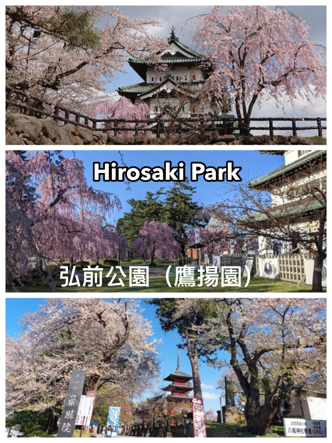 「2024年樱花优惠」- 青森县Hirosaki Park鹰扬园,适合春天散步