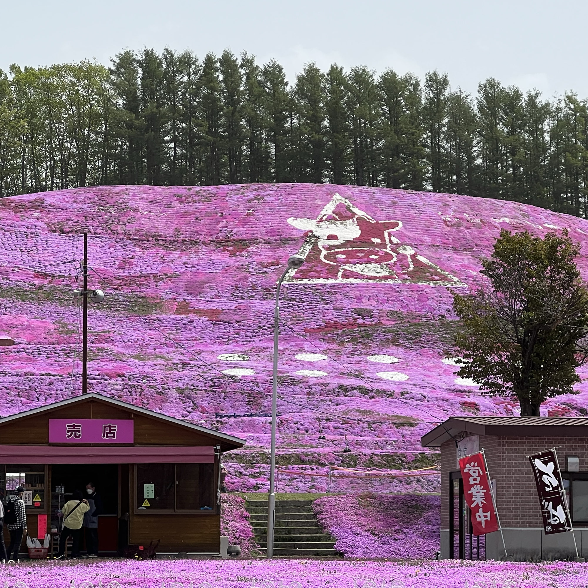 日本最后秘境—北海道的粉红地毯/东藻琴芝樱公园