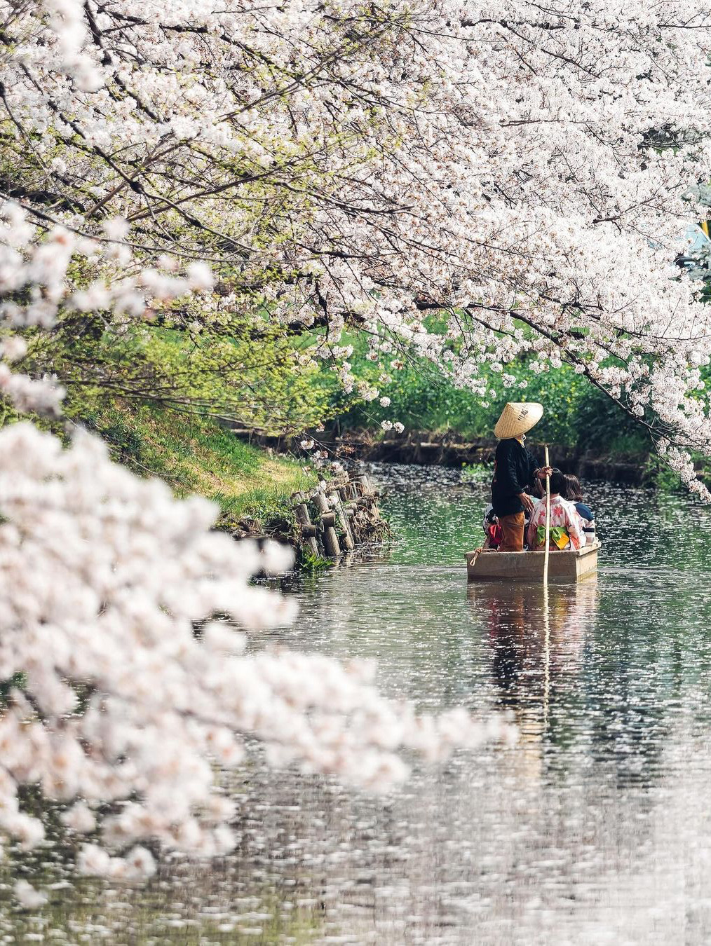 新加坡河岸樱花🌸🌺