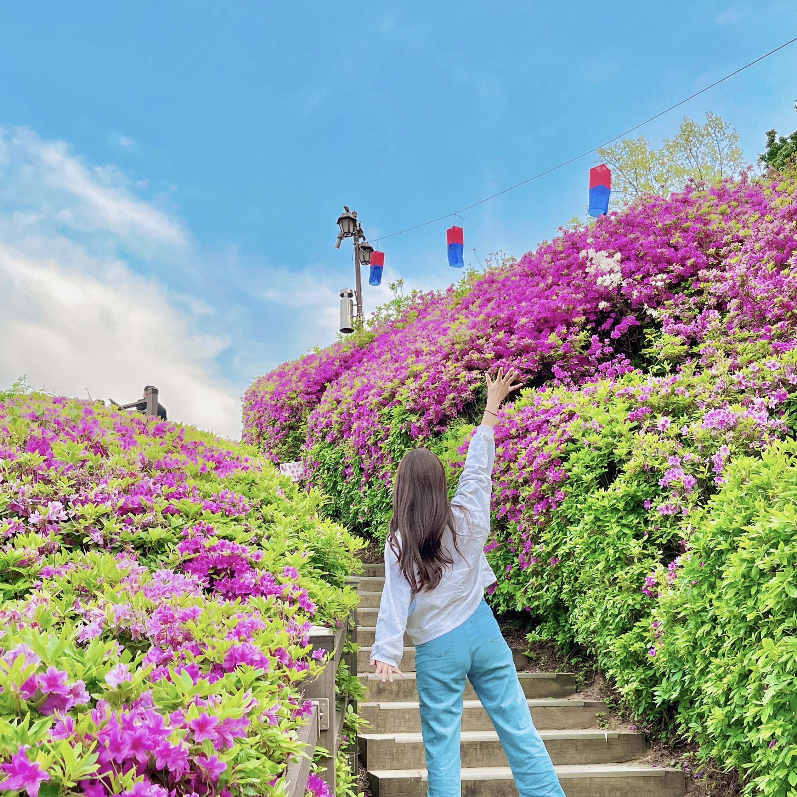 在军浦杜花园享受杜花节!!