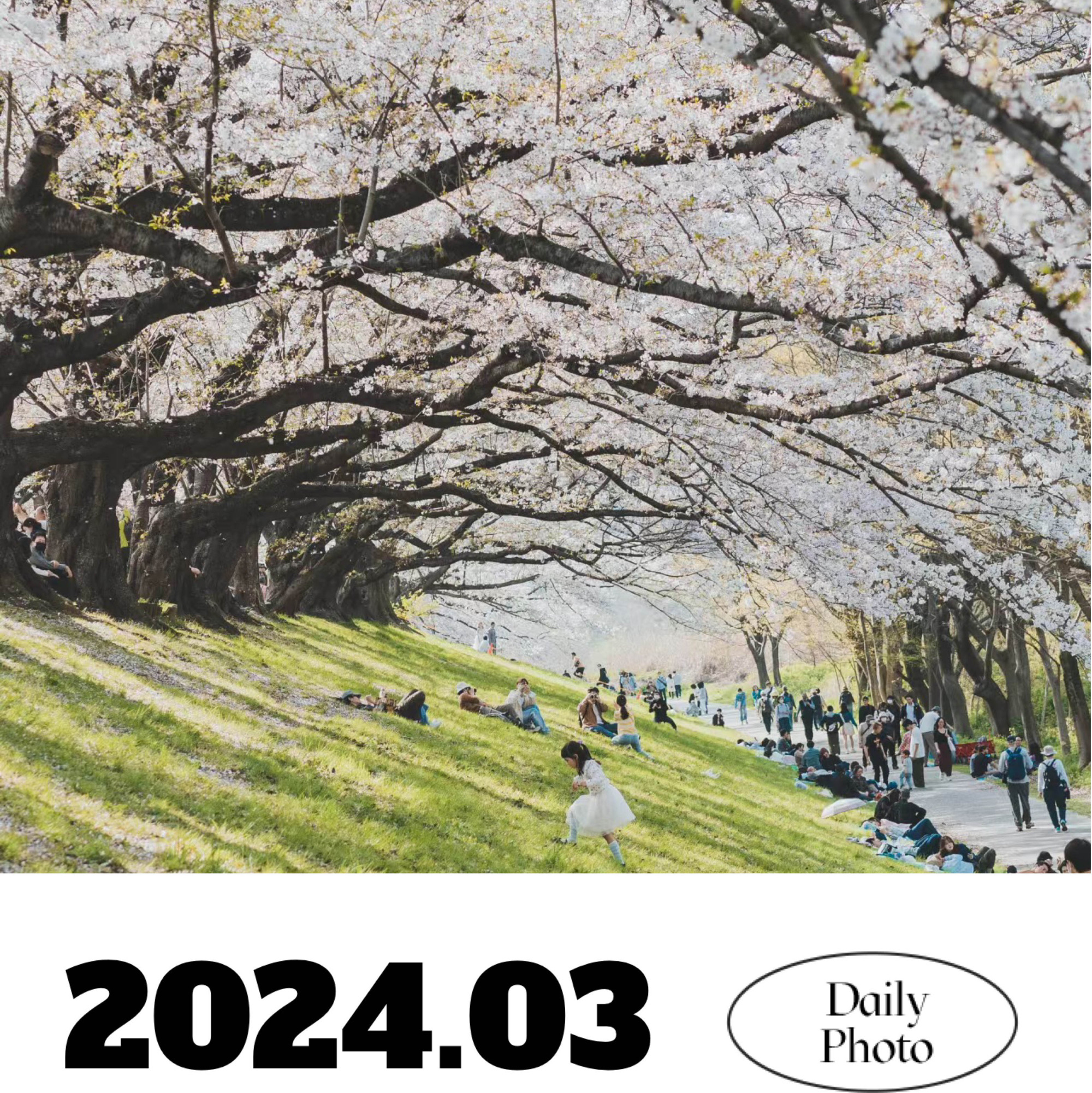 [2024樱花奖]野崎公园:粉红花海