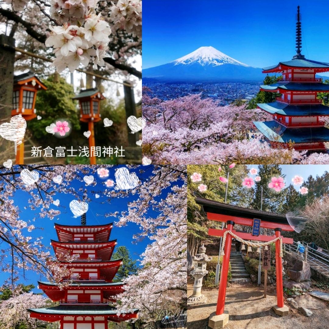 《新仓富士浅间神社》🌸绝美的樱花，配著壮丽的富士山🗻