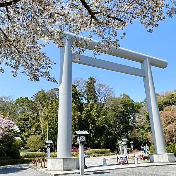 【千叶县/樱木神社】千叶的樱花神社