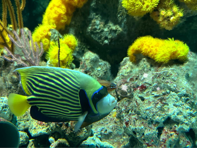 【台北桃园】xpark水族馆:多样水中生物保证目不暇给一家大小室内好