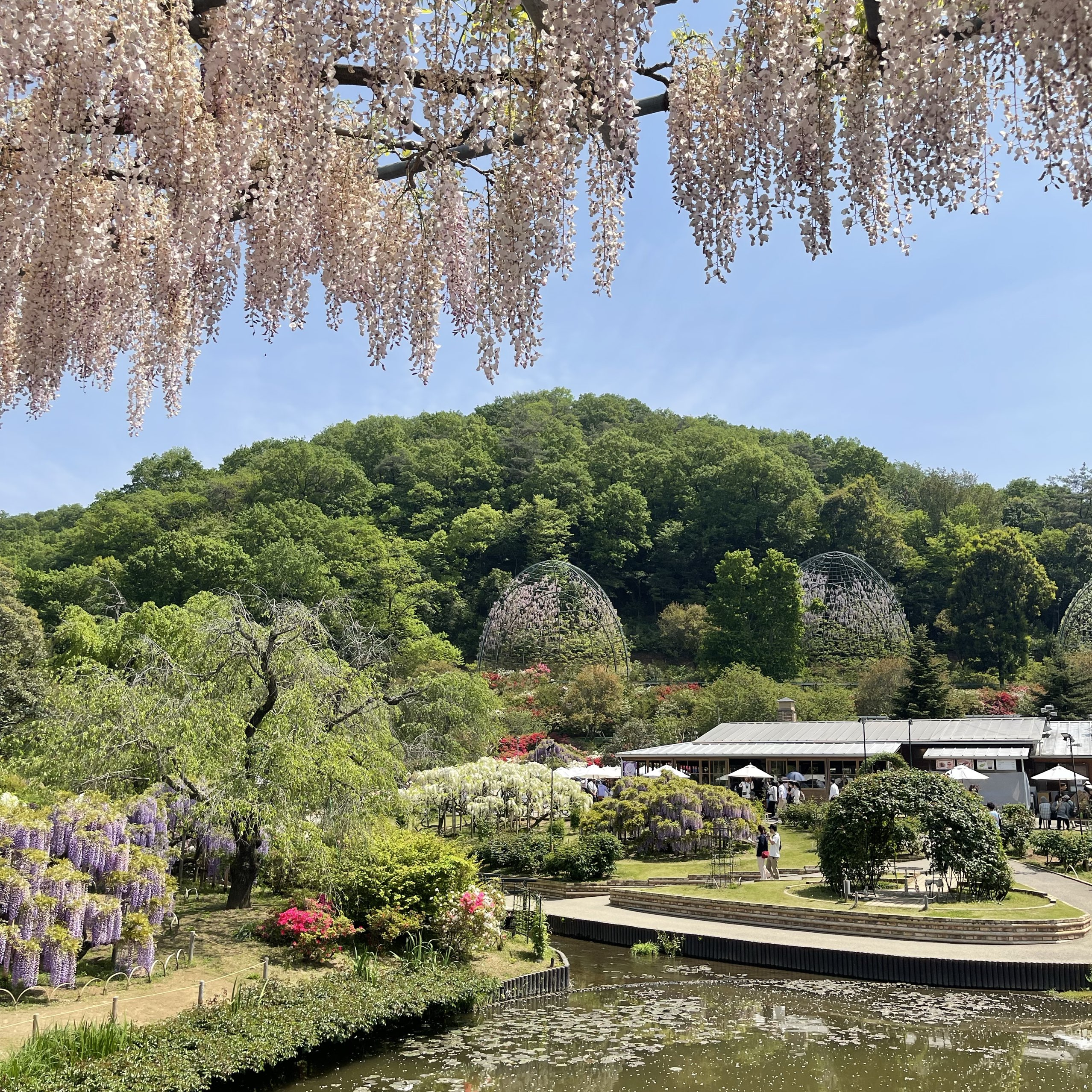 紫藤在阿希卡加花公园!