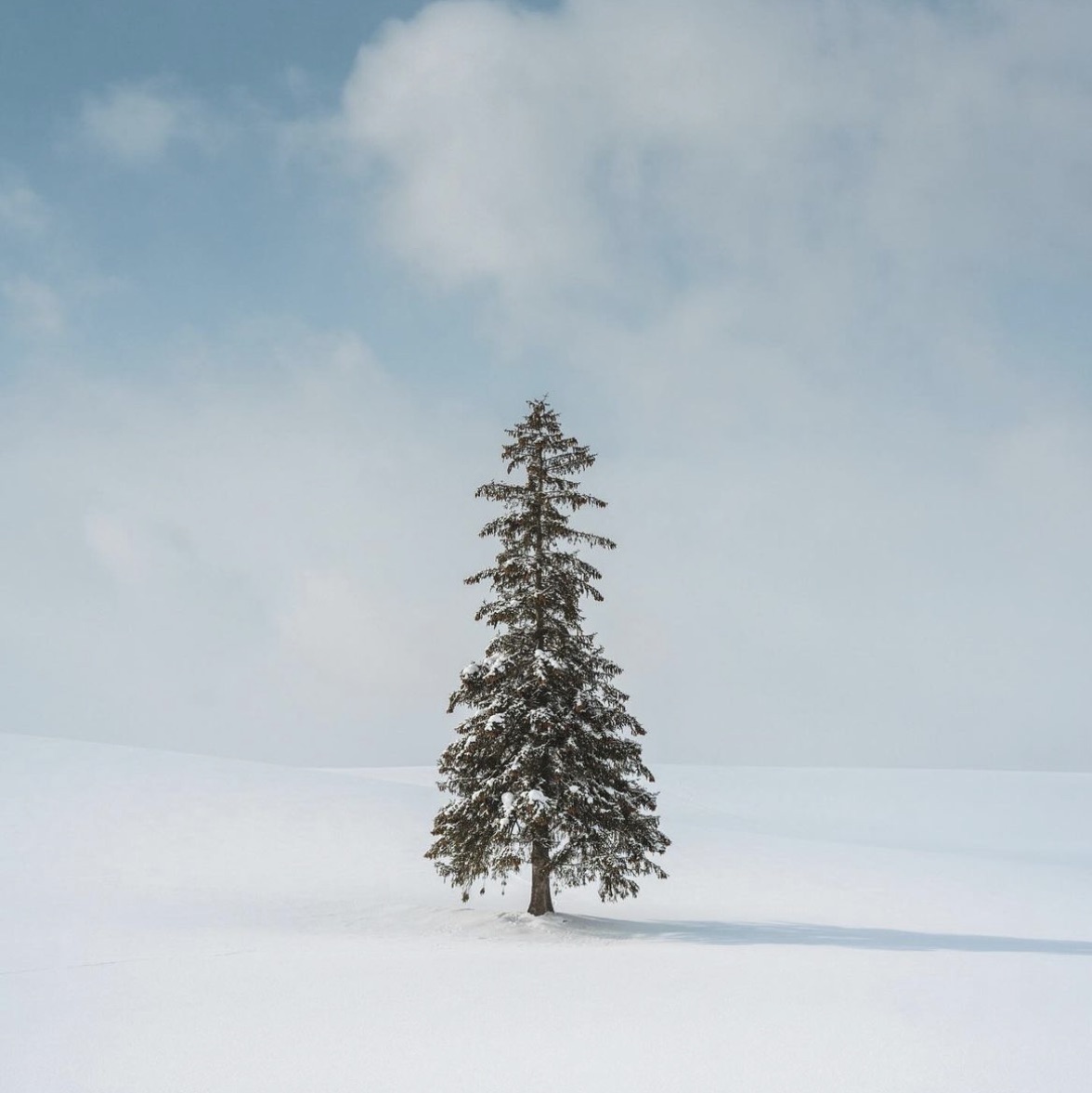 北海道雪景摄影区圣诞树
