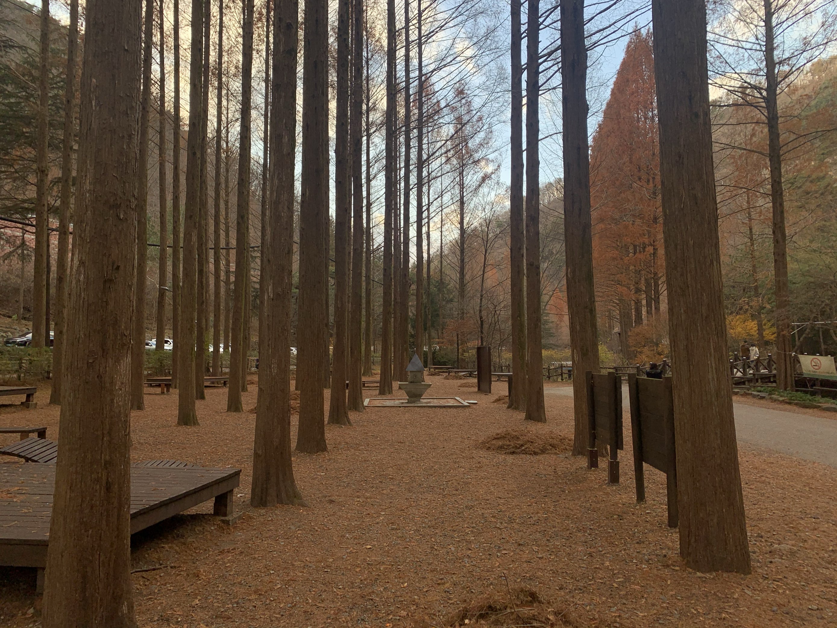 梅塔雪奎尔树的秋天,大田长泰山休养林