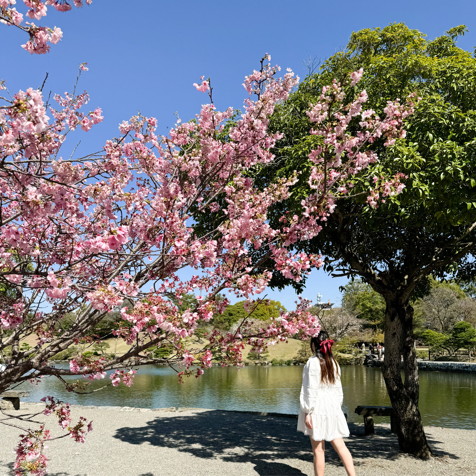 日本熊本景点｜赏樱好地方之日式庭园🌸