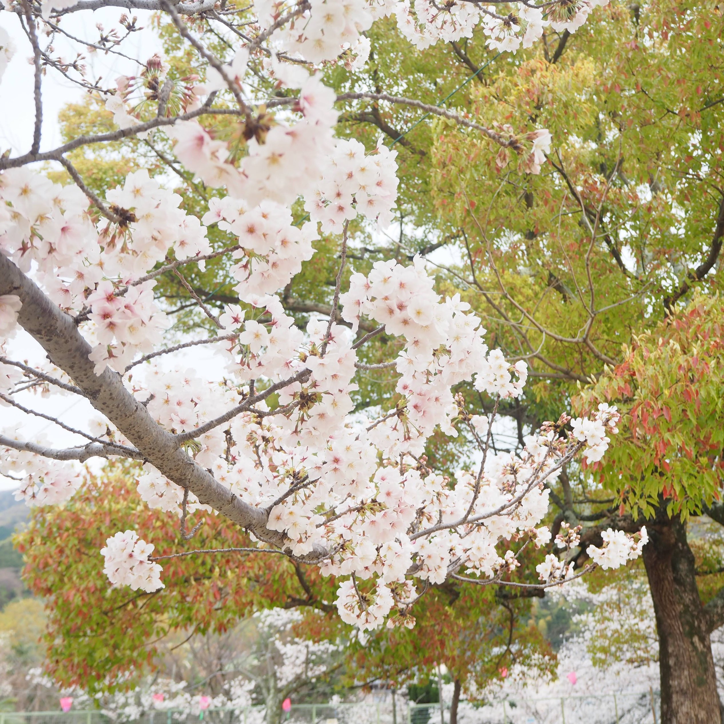 [大阪]🌸樱花季节绝对想去的地方🌸