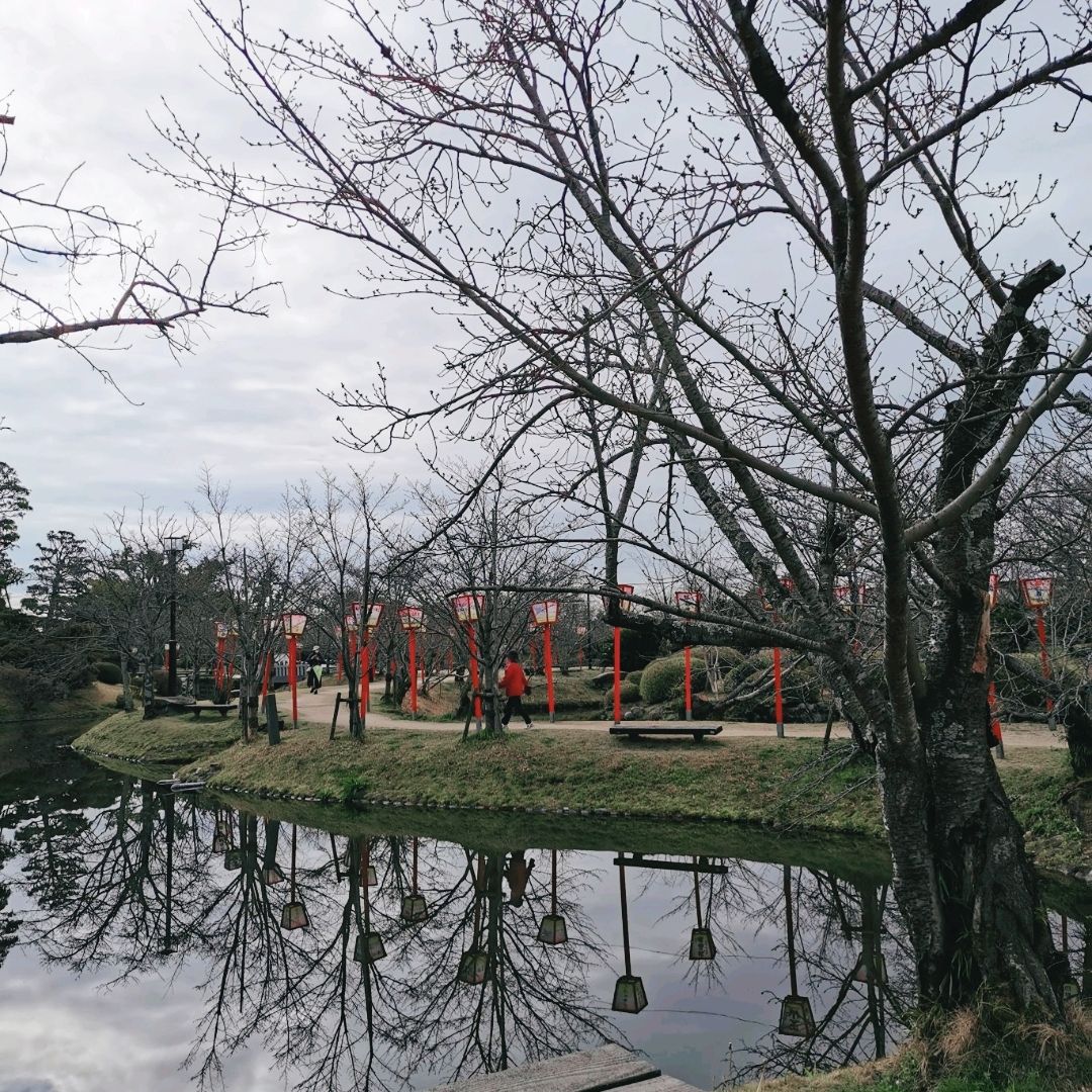 美丽的公园,周围有3k樱花树
