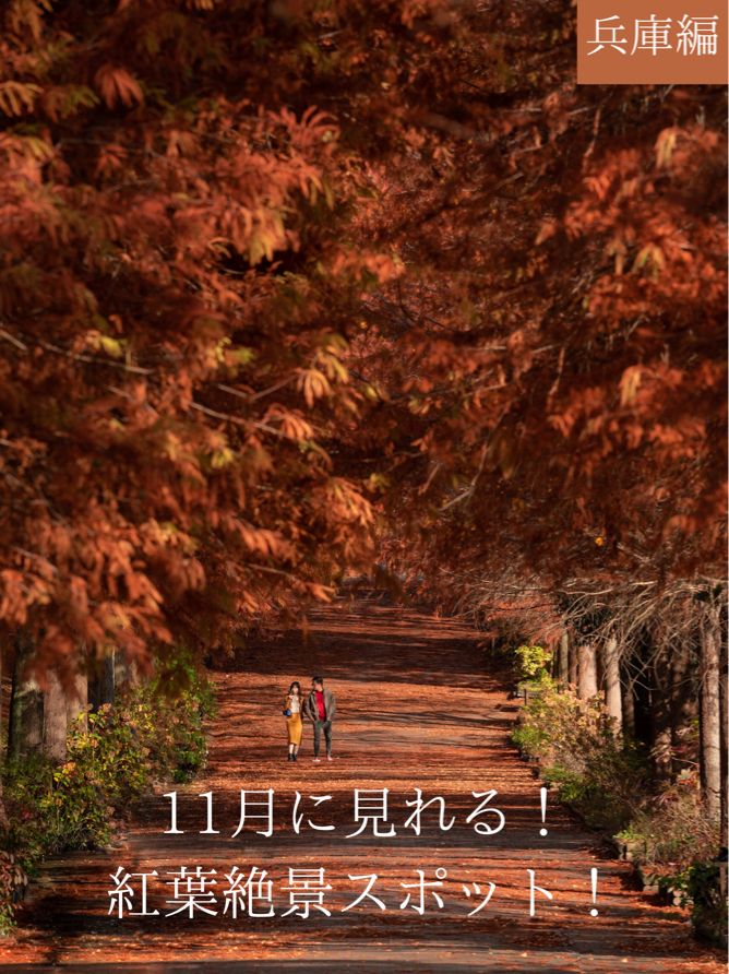 [如果您想看秋天的落叶,请前往兵库! ✨]兵库的秋天的落叶景点是绝佳的景色! 😳🍁