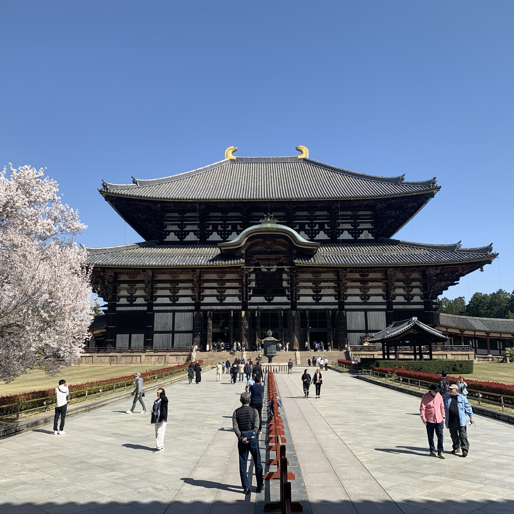 日本奈良鹿 东大寺