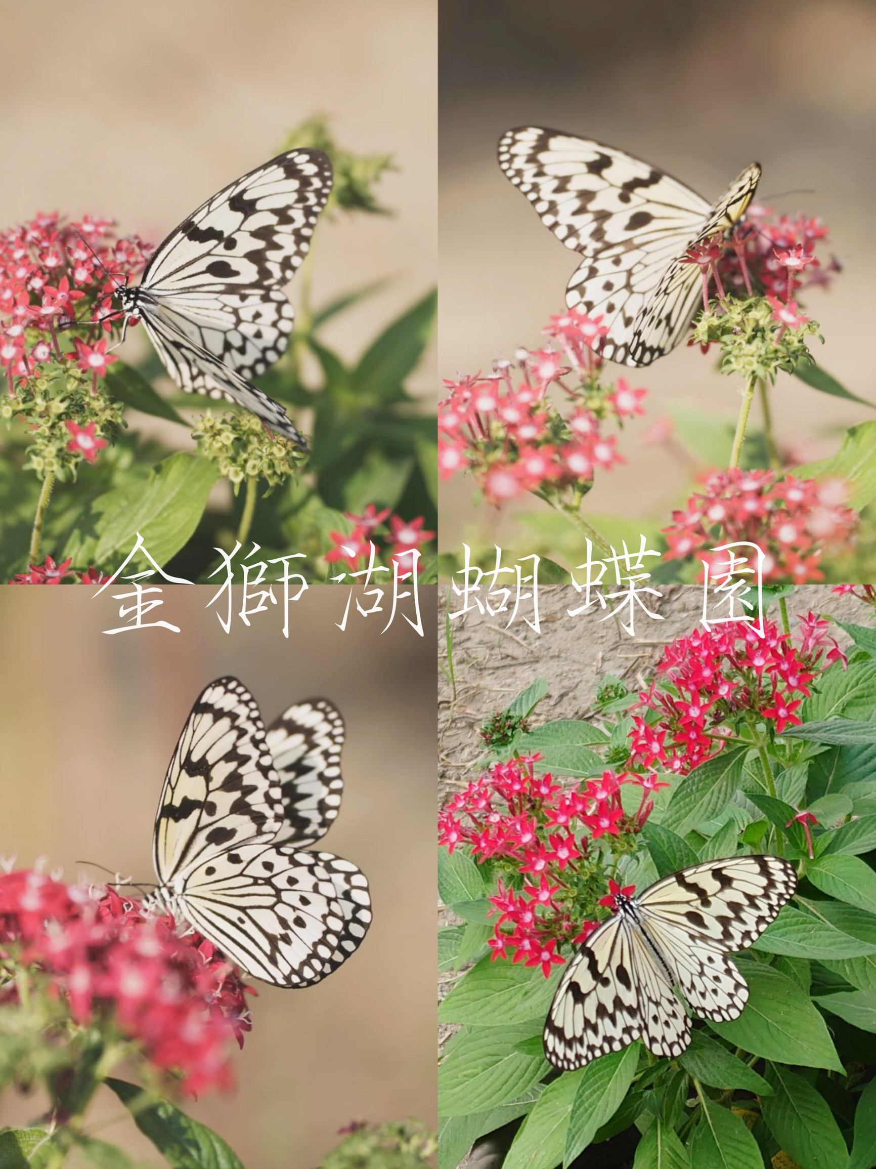 高雄金狮湖蝴蝶园🦋360度鸟瞰赏蝶全新感受🌈