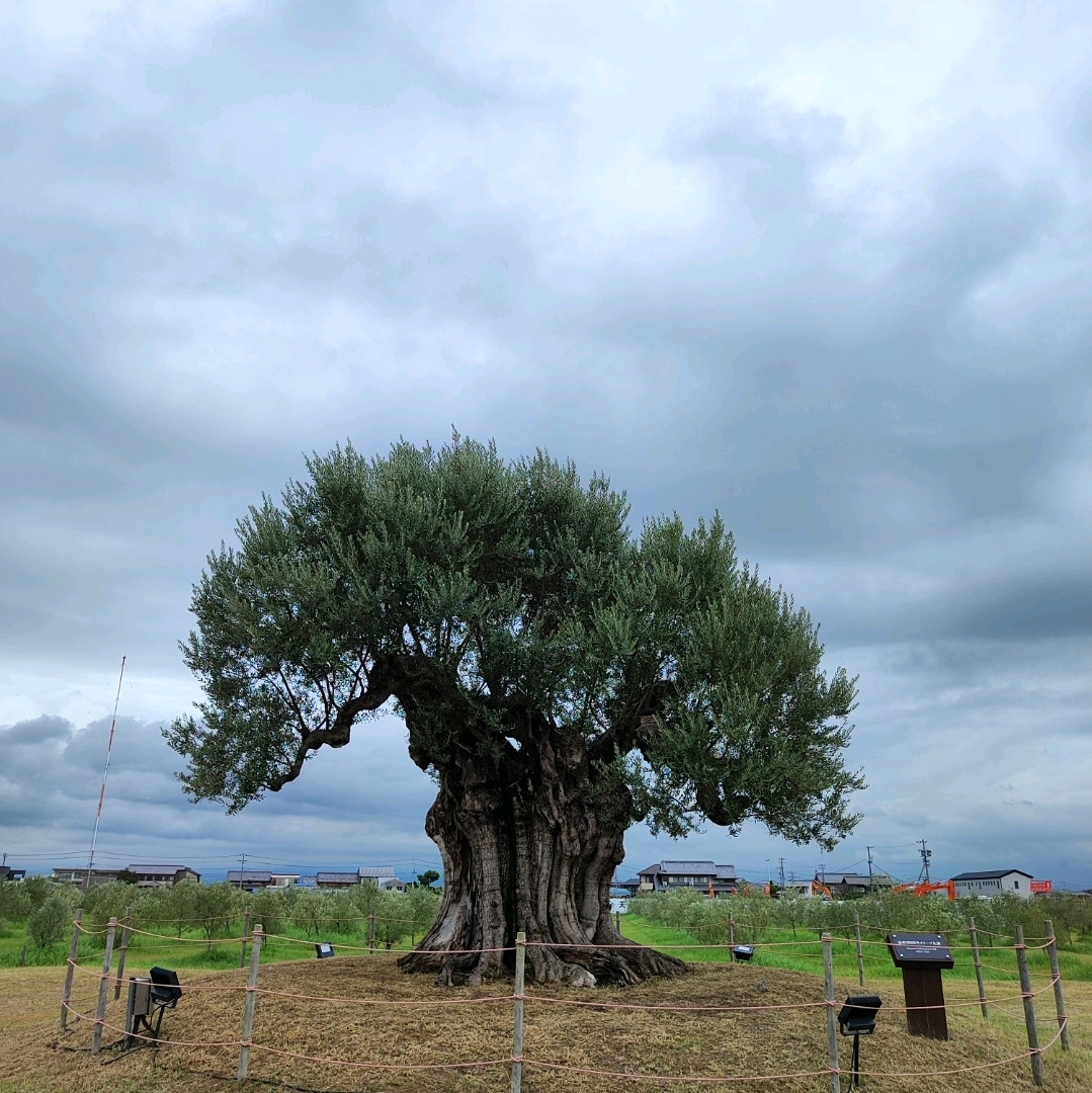 橄榄油与千年神树