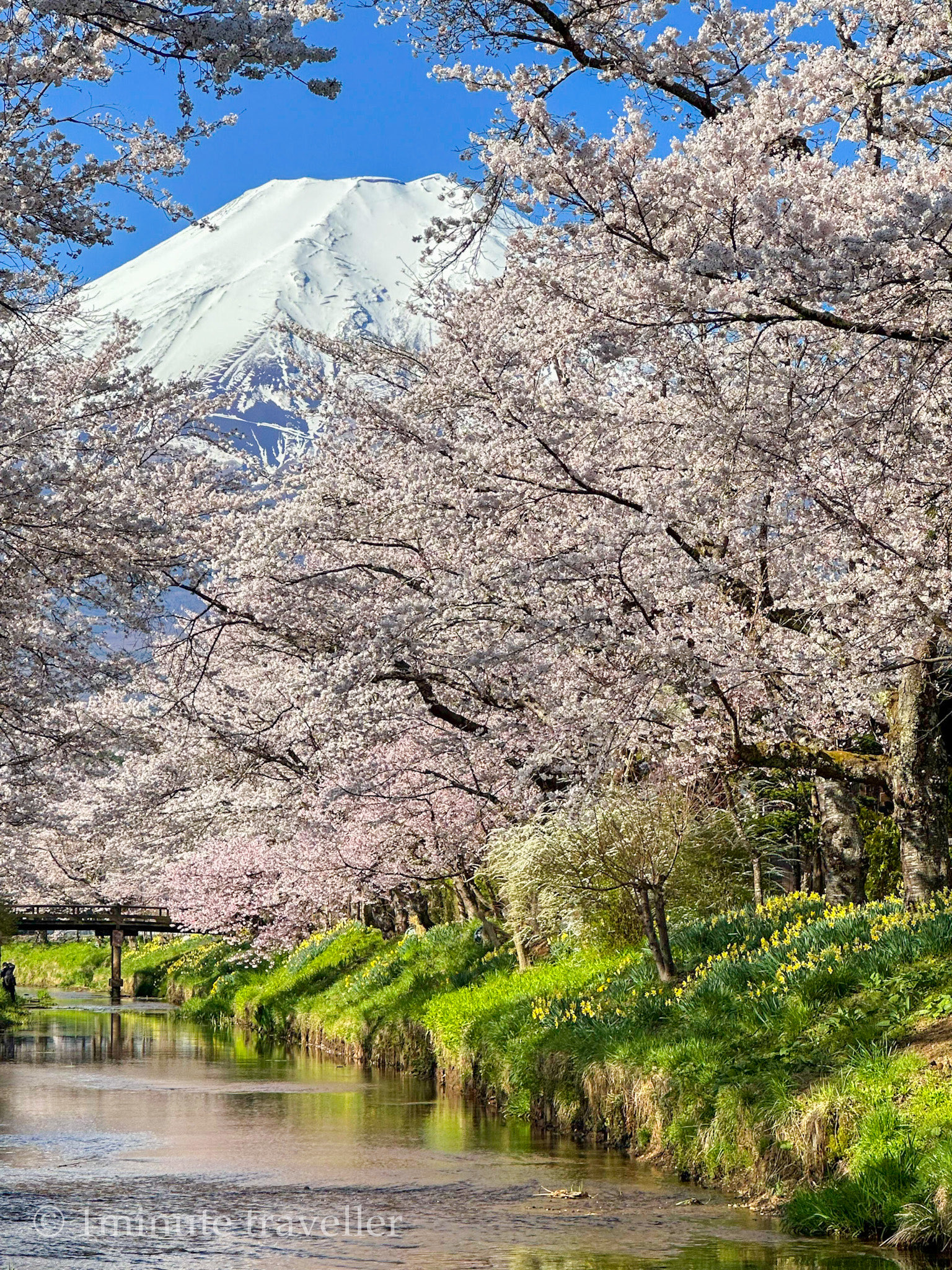 富士山与樱花交织的日本原景,忍野八海