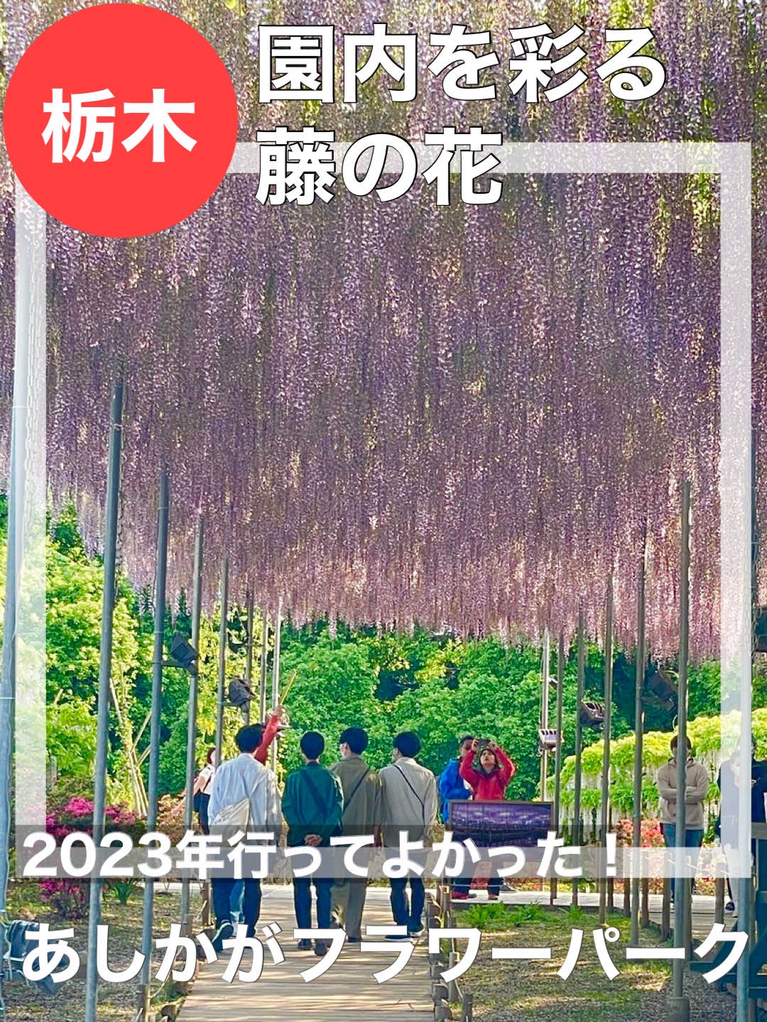 [木县/足利花卉公园]我很高兴我去了2023年!为公园着色的紫藤花