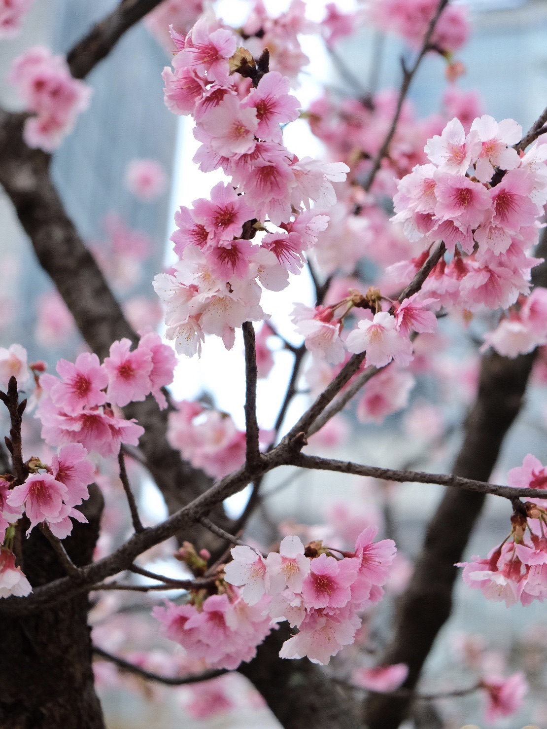 樱花季节来了!