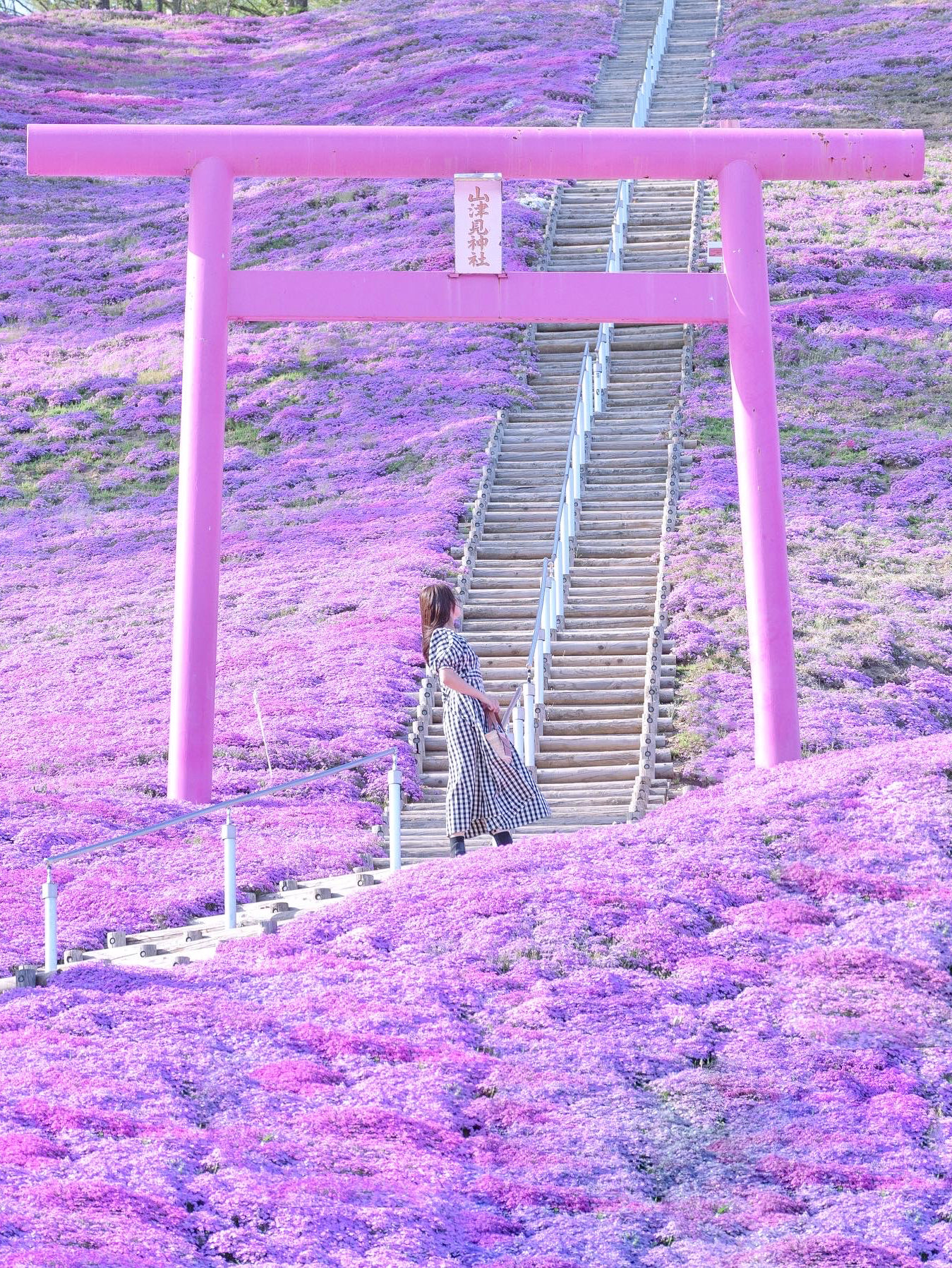 【北海道】一面粉红色的山!