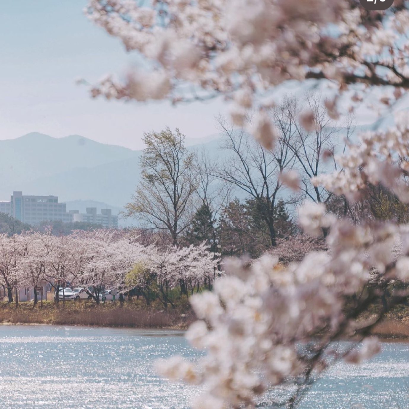 束草代表樱花景点英朗湖