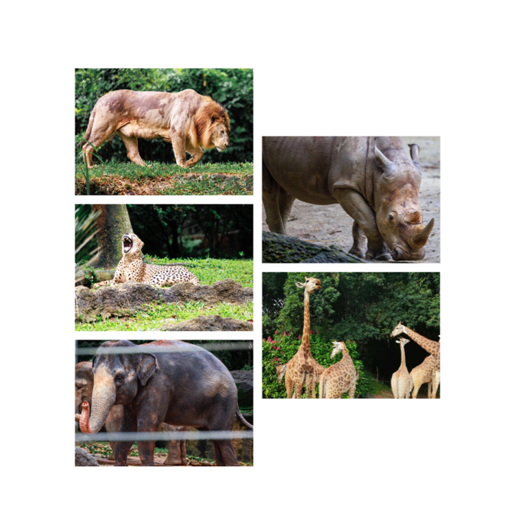 马来西亚国家动物园：绿荫乐园，无穷体验和乐趣