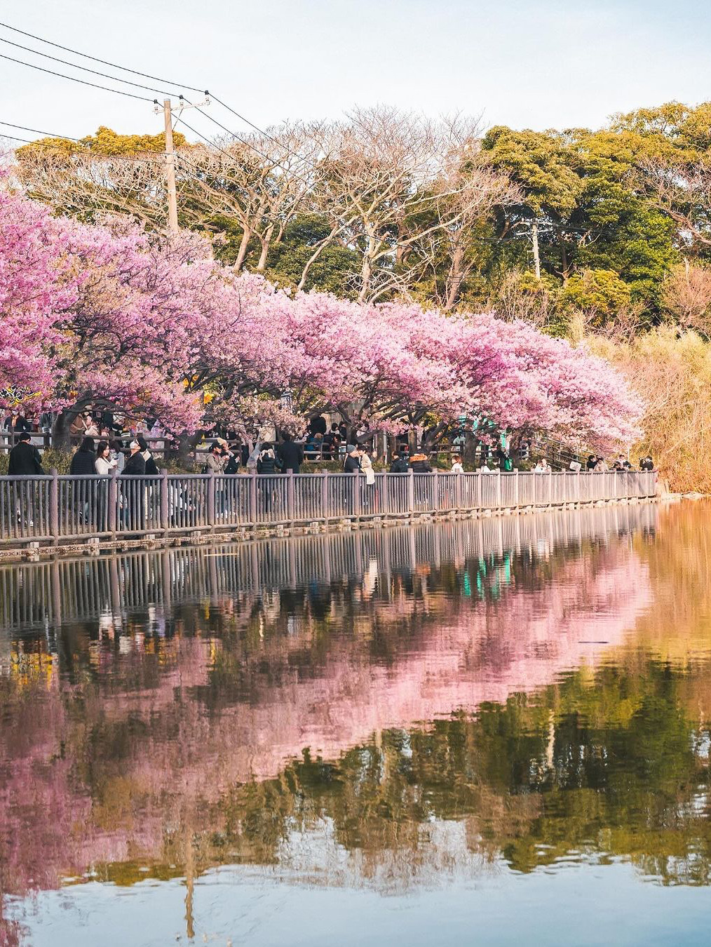 日本三浦停车场🌸