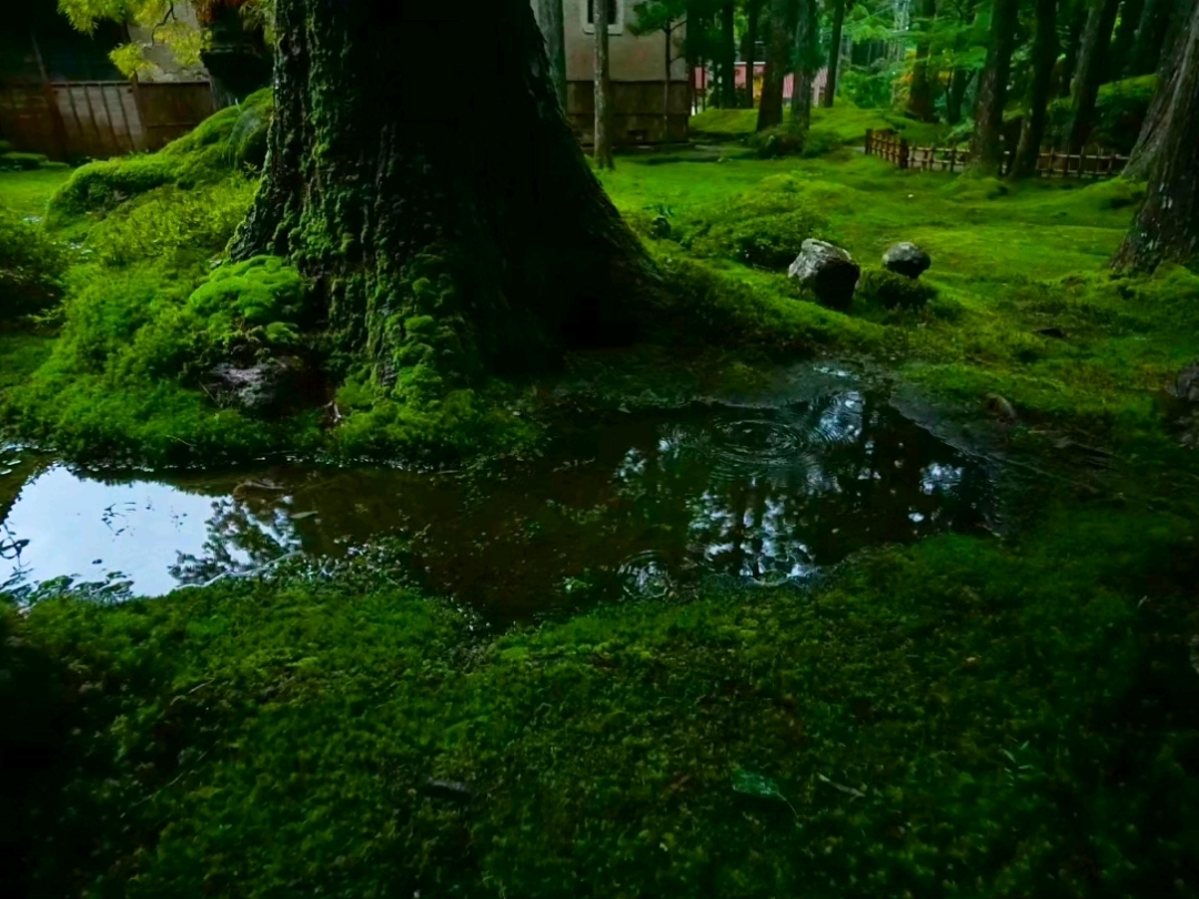 【苔之乡】(石川县小松市 旧国名:加贺)