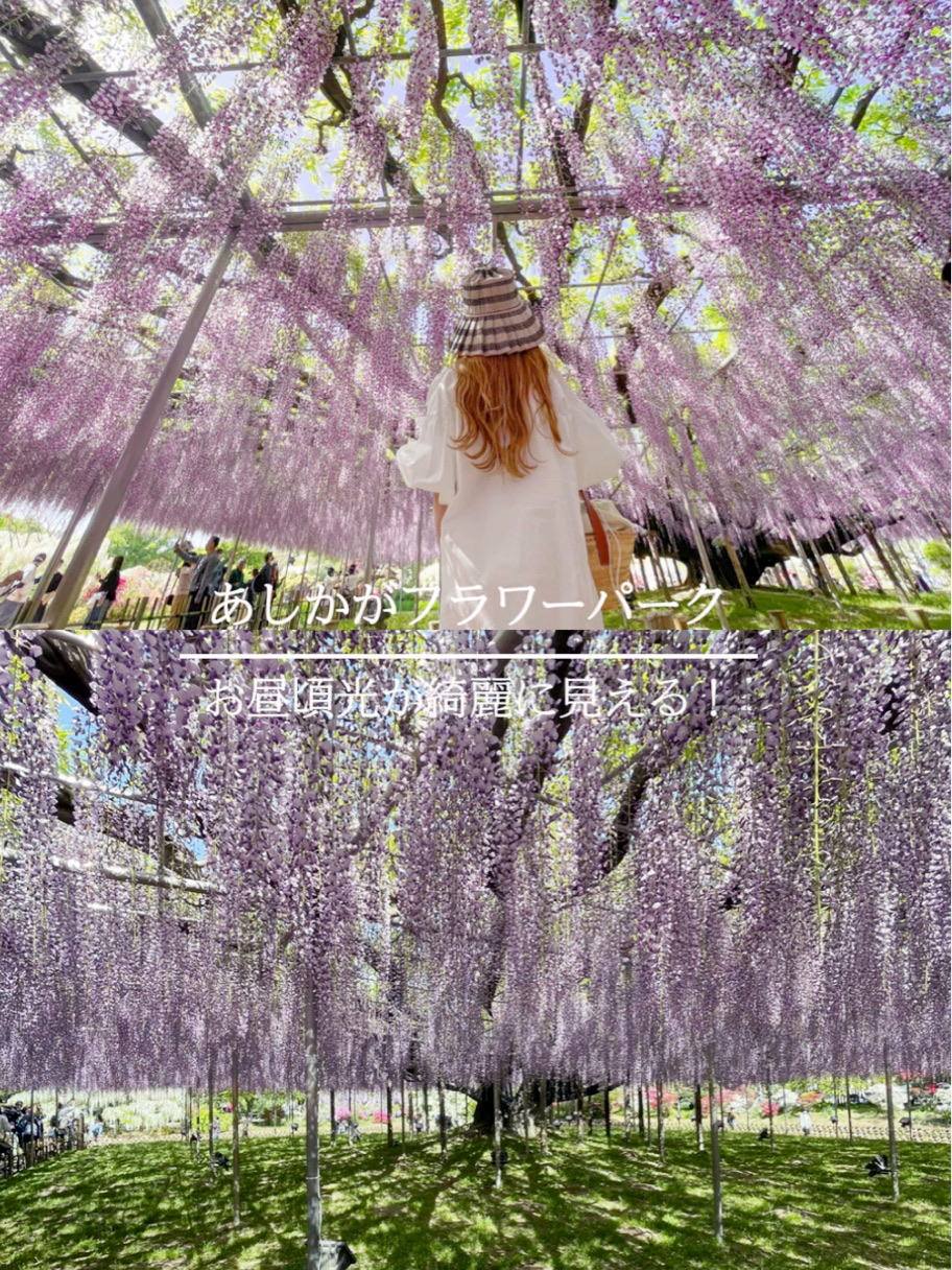 想去黄金周!足利花卉公园的紫藤