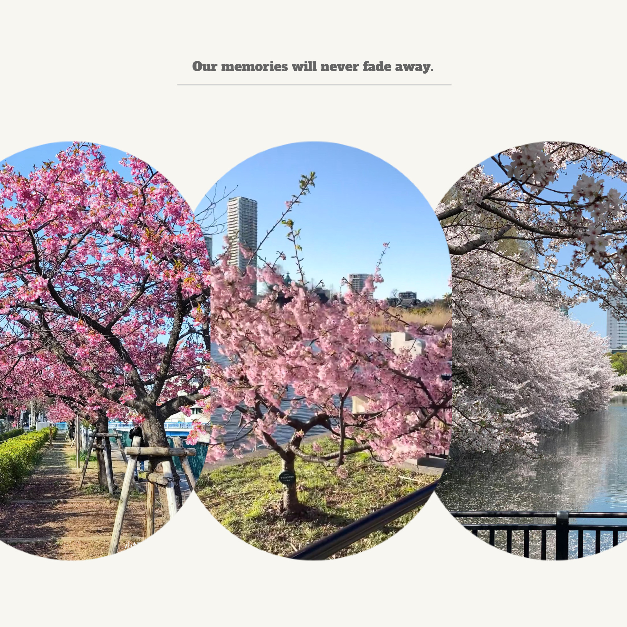 【2024】吉田公园：樱花海～绝景画