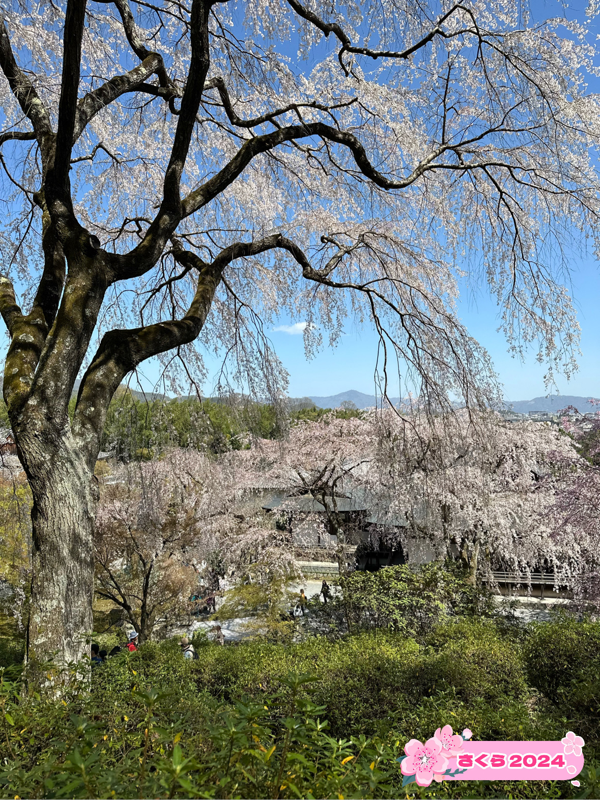 京都推荐🌸樱花景点