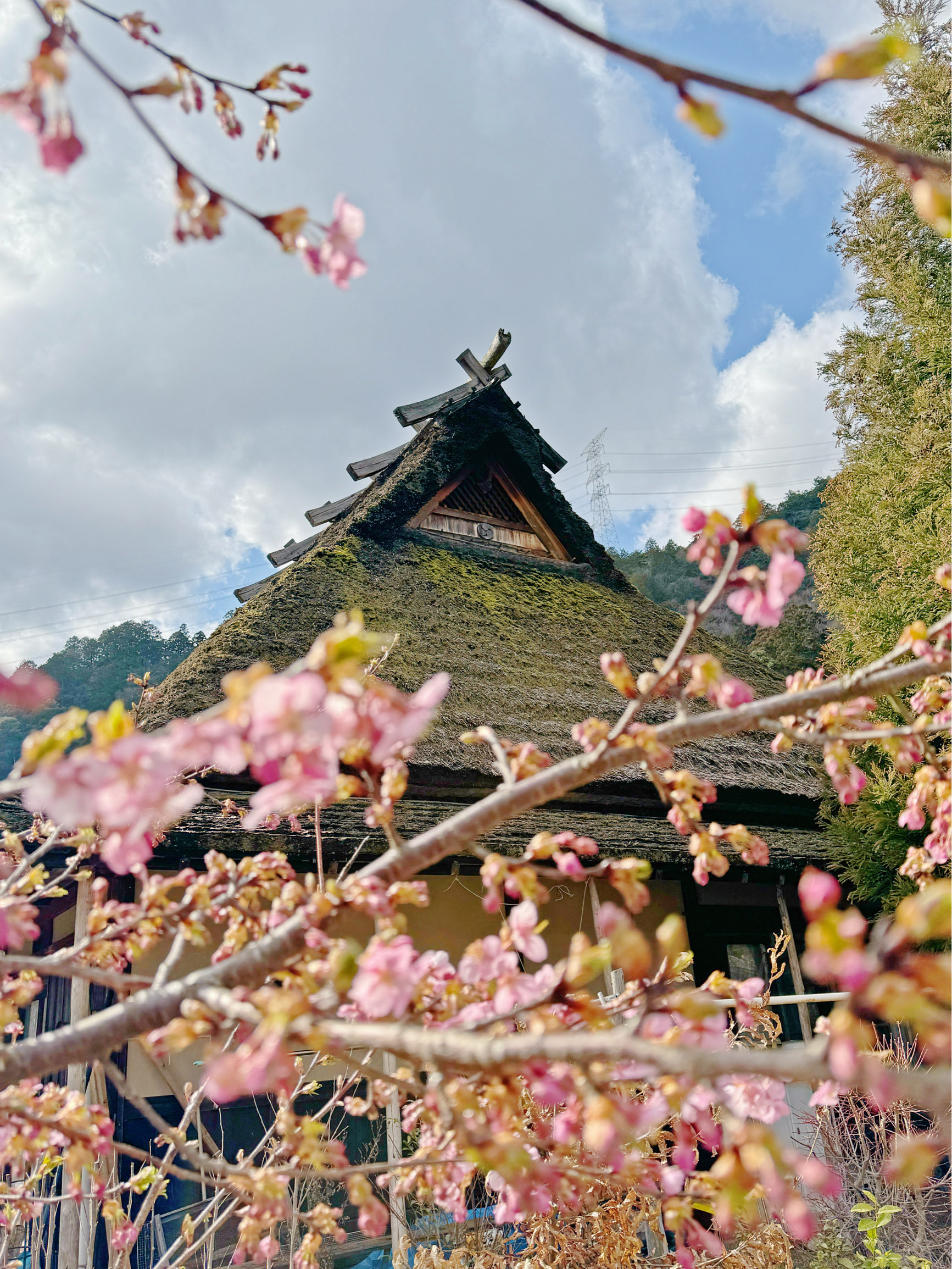 樱花季就是要来日本～ 美山茅屋群初现樱花