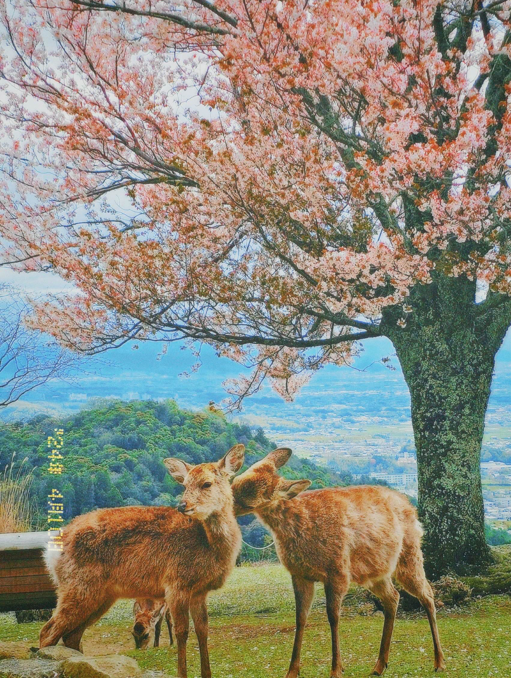 春游奈良公园,和小鹿一起赏樱