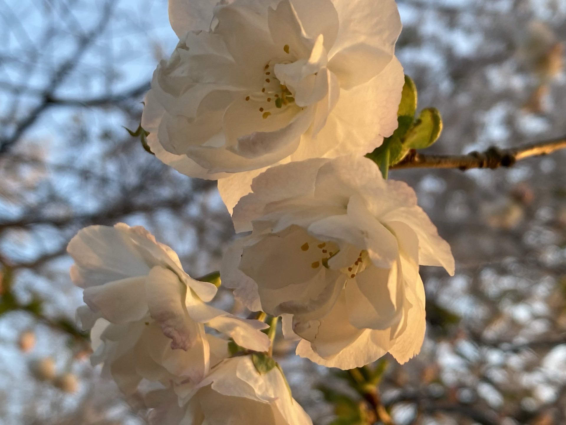 日本快樱花季了🌸