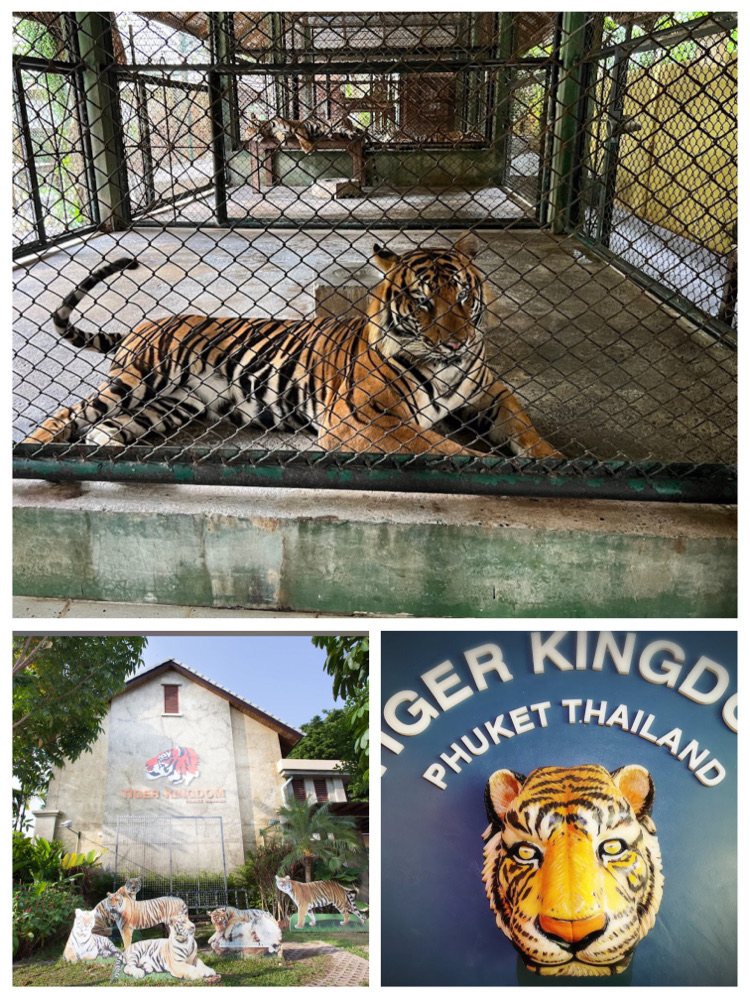 普吉虎王国：老虎互动🐯 Tiger Kingdom Phuket