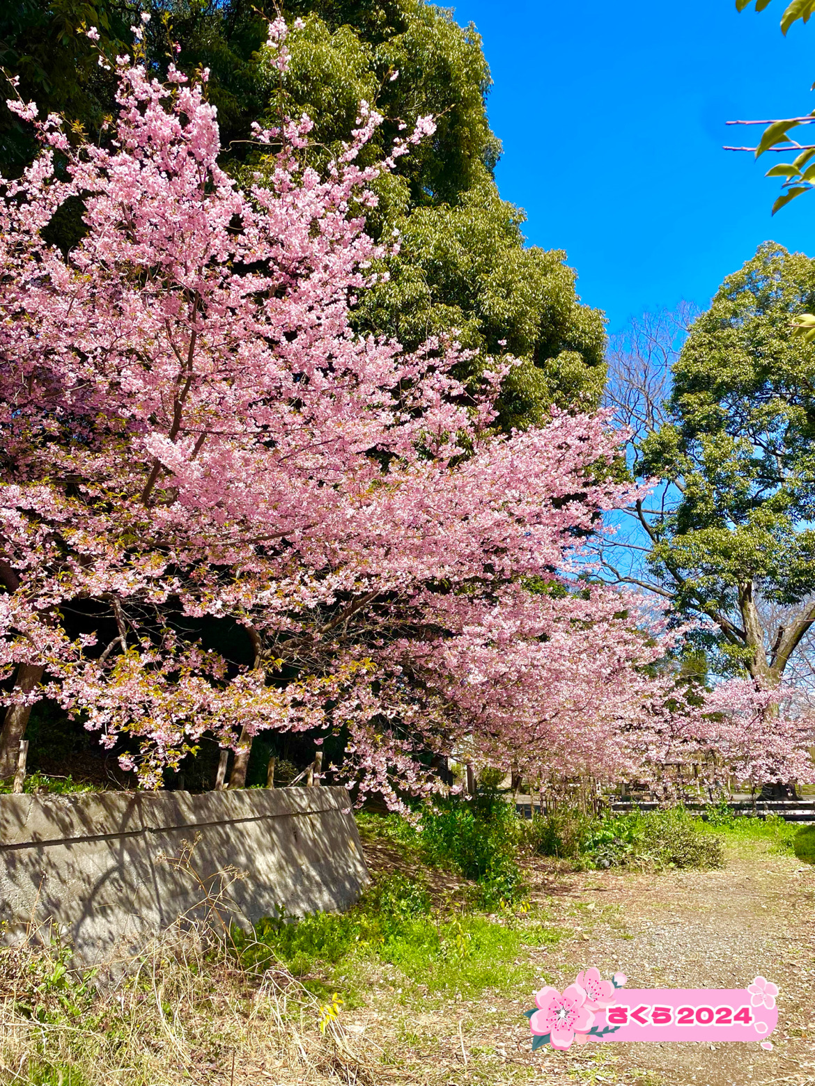 【仙波爱宕神社/埼玉县】从公园开始的神社和河津樱