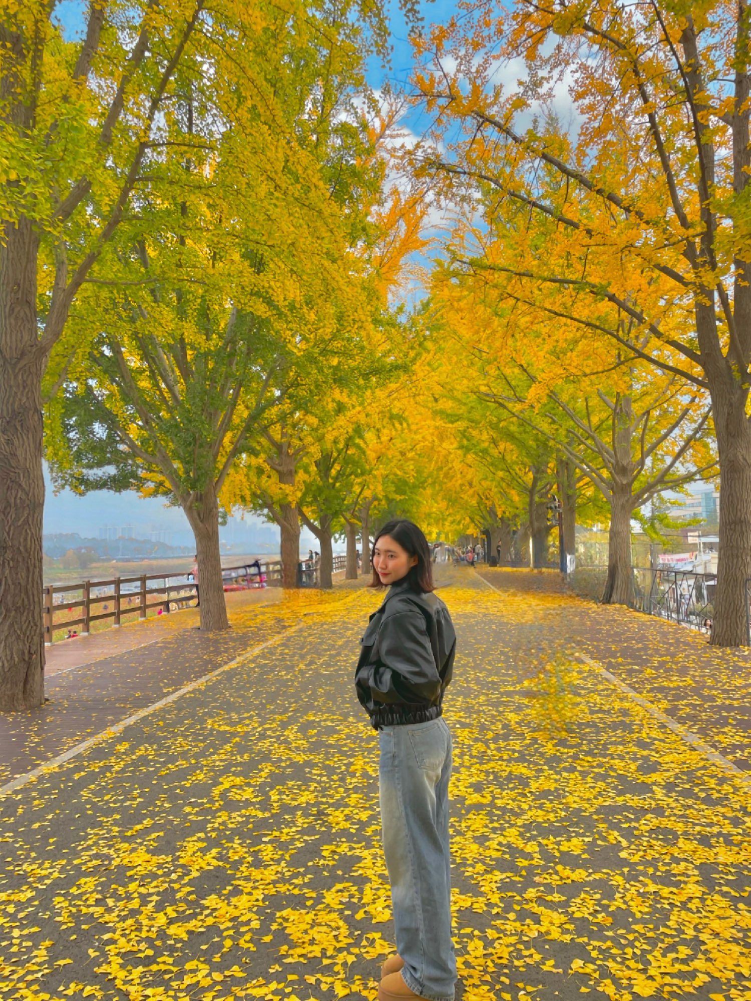 可以享受最后秋天的地方:谷桥川银杏树路