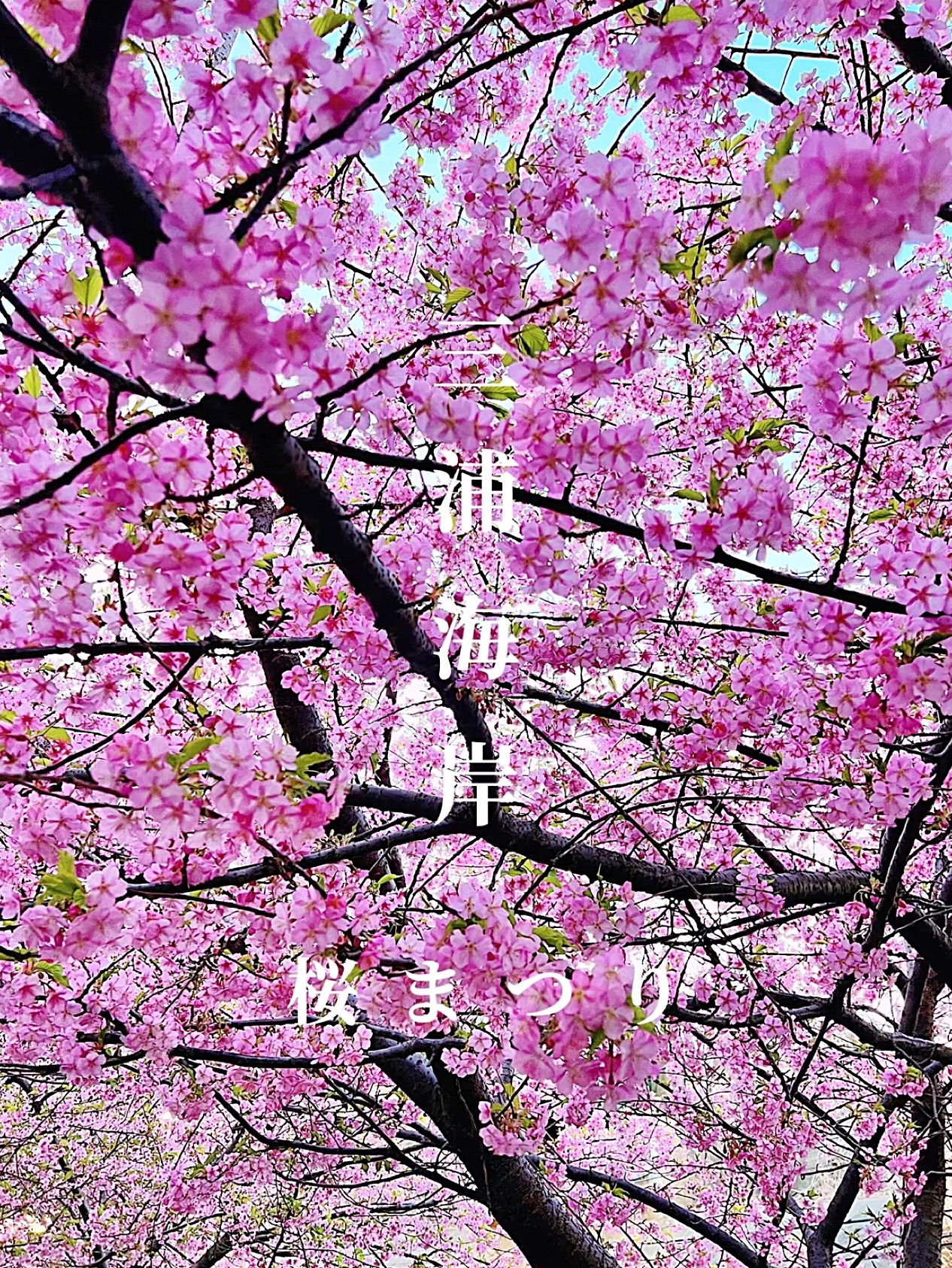 【神奈川赏樱景点】三浦海岸赏樱节